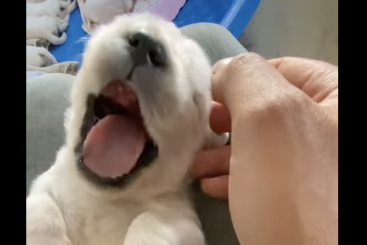 ゴールデンレトリバーの赤ちゃんの体をコチョコチョ。体をナデナデされて大きなあくびをするのがかわいすぎる！！【アメリカ・動画】