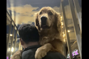 飼い主さんにギュッ！！エスカレーターが怖くてだっこしてもらっている愛犬がかわいい！！