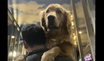 飼い主さんにギュッ!!エスカレーターが怖くてだっこしてもらっている愛犬がかわいい!!