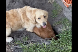 穴を掘るのに夢中なゴールデンレトリバー。その穴は大きな体がすっぽりハマるほど深く大きい！！【海外・動画】