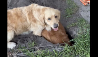 穴を掘るのに夢中なゴールデンレトリバー。その穴は大きな体がすっぽりハマるほど深く大きい!!【海外・動画】