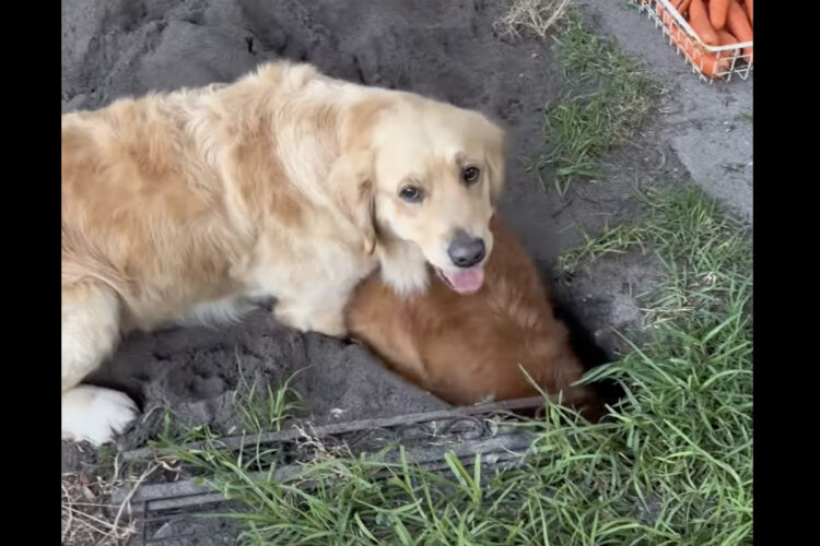 穴を掘るのに夢中なゴールデンレトリバー。その穴は大きな体がすっぽりハマるほど深く大きい！！【海外・動画】