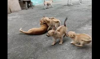 猫もタジタジ?元気な子犬たちが「遊んで!」とじゃれつく姿がかわいいけれど・・【海外・動画】