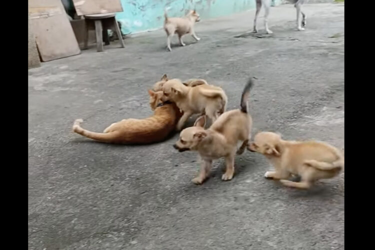 猫もタジタジ？元気な子犬たちが「遊んで！」とじゃれつく姿がかわいいけれど・・【海外・動画】