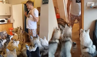 ハスキー犬が21頭もいると食事も大変!だけど、みんな順番も指示もちゃんと従ういい子たち!!【海外・動画】