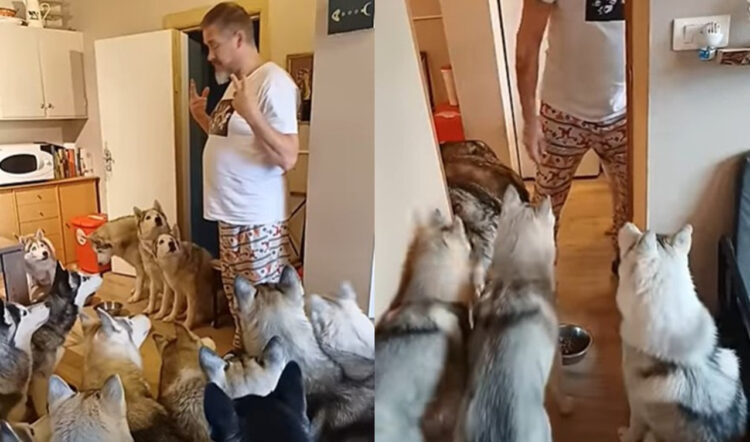 ハスキー犬が21頭もいると食事も大変！だけど、みんな順番も指示もちゃんと従ういい子たち！！【海外・動画】