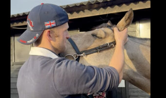 馬のチルタイム。耳元マッサージが気持ちよくてうっとり目を瞑っています