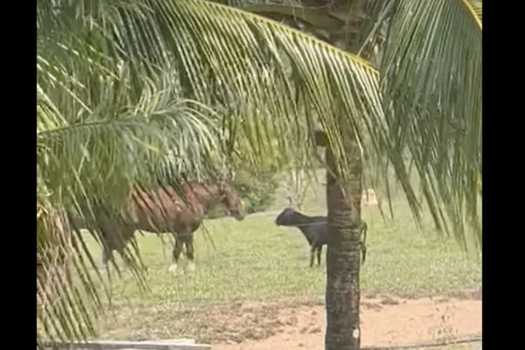 パドック内でまさかのバトル！？ヤギが体の大きな馬にアタック！！【海外・動画】