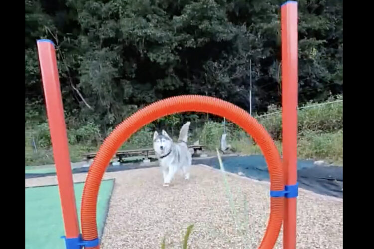 「これぞハスキー！！！」かっこよく障害物を駆け抜けてくれるかと思ったら・・なんだかゆるくてかわいい結末に！！