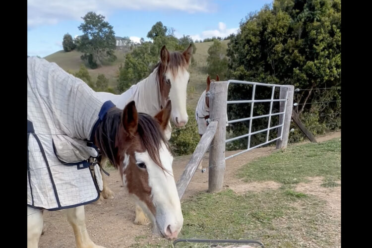 馬も食事するのを躊躇う？ご飯の盛られたワゴンには、気持ちよさそうに寝ている子がいます！！【海外・動画】