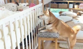 新生児が気になるのか、朝も夜もこうなっている柴犬が可愛すぎる！「見守る目が優しいですね」