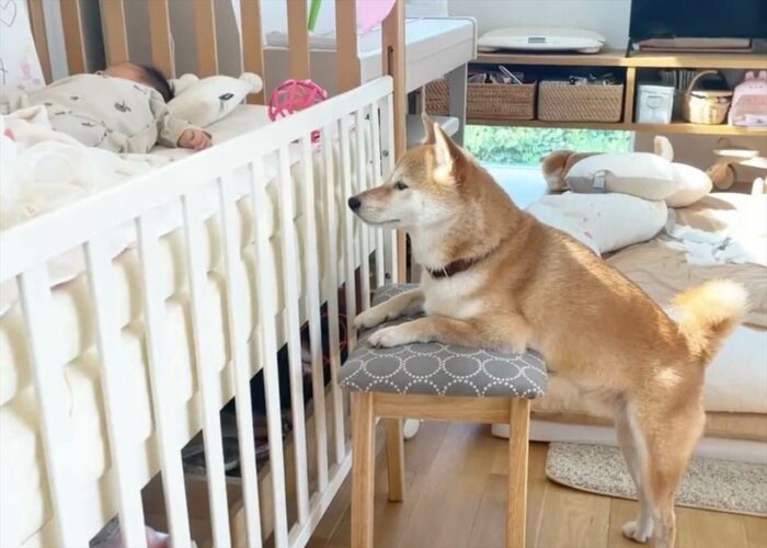 新生児が気になるのか、朝も夜もこうなっている柴犬が可愛すぎる！「見守る目が優しいですね」