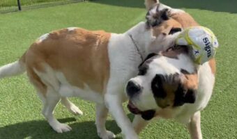 ボールで遊んでいるだけでもド迫力!超大型犬セントバーナードが遊ぶ様子が「ぶつかり稽古」のようだと話題に!