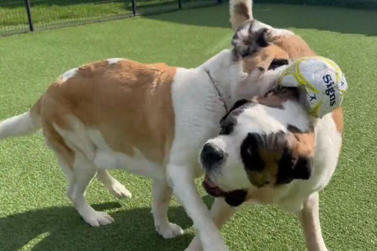 ボールで遊んでいるだけでもド迫力！超大型犬セントバーナードが遊ぶ様子が「ぶつかり稽古」のようだと話題に！