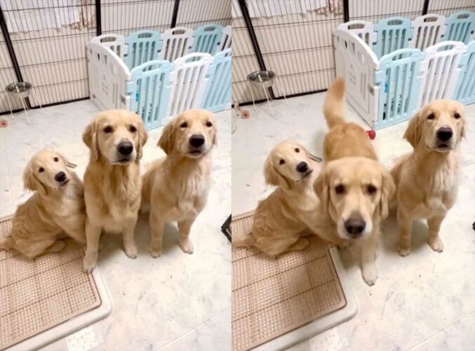 「だ・・る・・まさんが・・転んだ！」りんごにつられて最初に動いちゃう子は？愛犬たちのキラキラした眼差しも可愛い！