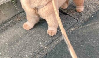 お散歩ですれ違った幼稚園児に「あのひと くま飼ってる！」と言われた時の犬の顔がかわいすぎる！