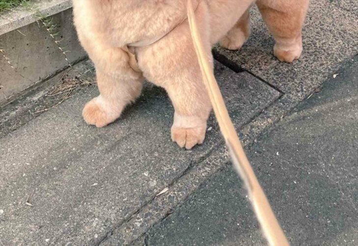 お散歩ですれ違った幼稚園児に「あのひと くま飼ってる！」と言われた時の犬の顔がかわいすぎる！