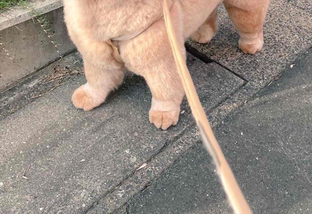 お散歩ですれ違った幼稚園児に「あのひと くま飼ってる!」と言われた時の犬の顔がかわいすぎる!