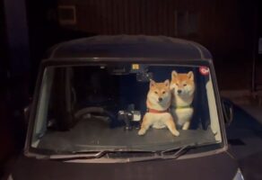 久しぶりの帰省に興奮が抑えられない？車内で前のめりになっている柴犬たちがかわいすぎる！