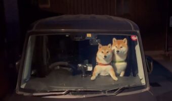 久しぶりの帰省に興奮が抑えられない?車内で前のめりになっている柴犬たちがかわいすぎる!