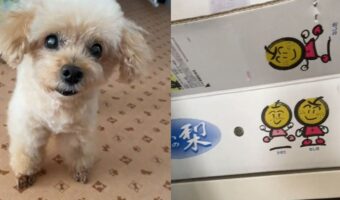 「ひやさなくてもたべれるでちょ？」キッチンに置かれた梨に期待する愛犬が可愛すぎる！