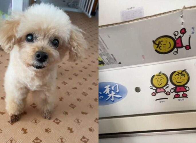 「ひやさなくてもたべれるでちょ？」キッチンに置かれた梨に期待する愛犬が可愛すぎる！