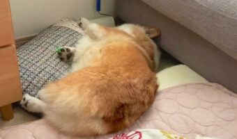「寝相悪すぎ」?布団からはみ出て寝ているコーギー。寝相が悪いのもかわいすぎる!