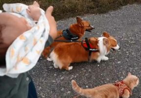 コーギーの兄妹と猫が赤ちゃんとのお散歩で嬉しそう！「足どりを息子ちゃんに合わせてくれていて優しいですね」