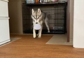 食べ終わったら自分でお皿を片付ける！お利口なハスキー犬の行動に「お利口さん！」「賢い」と反響が