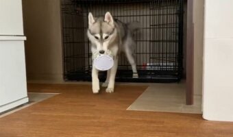 食べ終わったら自分でお皿を片付ける！お利口なハスキー犬の行動に「お利口さん！」「賢い」と反響が