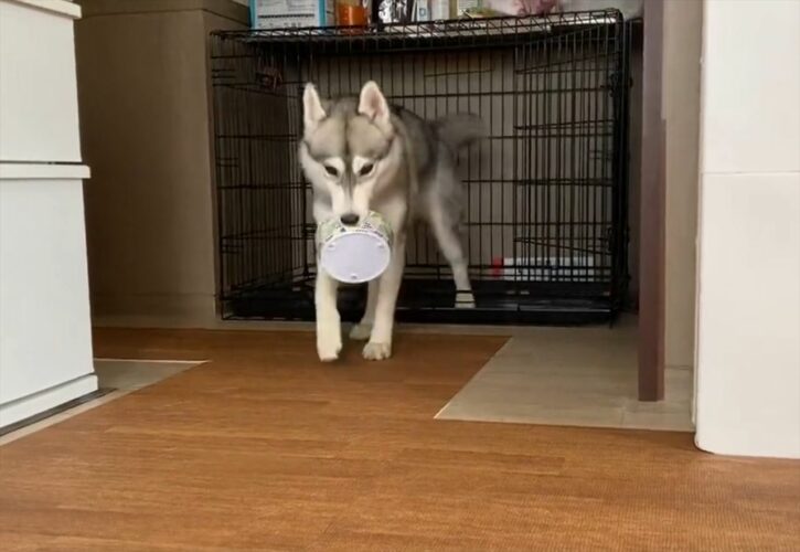 食べ終わったら自分でお皿を片付ける！お利口なハスキー犬の行動に「お利口さん！」「賢い」と反響が