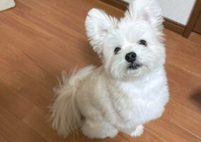 おやつを待ってる時は「おすわり」の質が上がる！？胸の張り方が全然違う犬がかわいい！