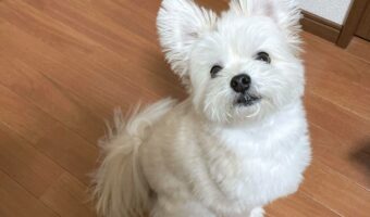 おやつを待ってる時は「おすわり」の質が上がる!?胸の張り方が全然違う犬がかわいい!