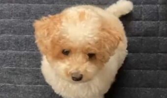 オヤツが欲しすぎて・・。高速でしっぽを振り足踏みをするトイプードルがかわいすぎる!