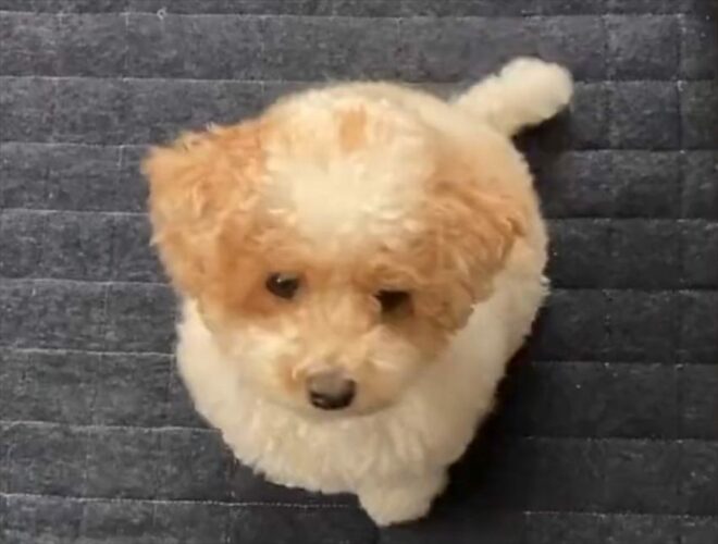 オヤツが欲しすぎて・・。高速でしっぽを振り足踏みをするトイプードルがかわいすぎる！