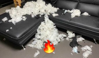 昨日届いたばかりの新しいソファーが一日でボロボロに・・・「やってません」という顔をした可愛い容疑者たちとは！？
