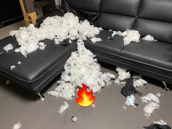 昨日届いたばかりの新しいソファーが一日でボロボロに・・・「やってません」という顔をした可愛い容疑者たちとは！？