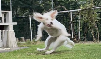 一体どういう状況！？躍動感が凄まじい犬の写真に反響！「トリプルアクセルを決めているところですか？」