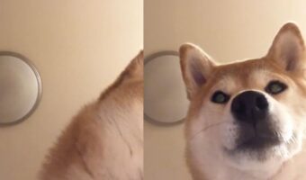 「いきなりスライドしてくる」飼い主さんが二度寝しないように監視する犬が可愛くて面白い!