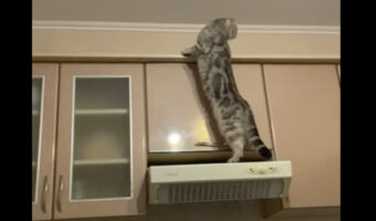 換気扇の上にのぼった猫。更に移動しようとしたその時、ありえないハプニングが!!