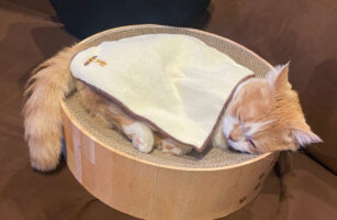 心地よさそうに寝ているマンチカン。ハンケチお布団をかけている姿がかわいすぎる！！と話題に