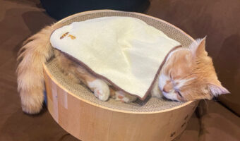 心地よさそうに寝ているマンチカン。ハンケチお布団をかけている姿がかわいすぎる!!と話題に