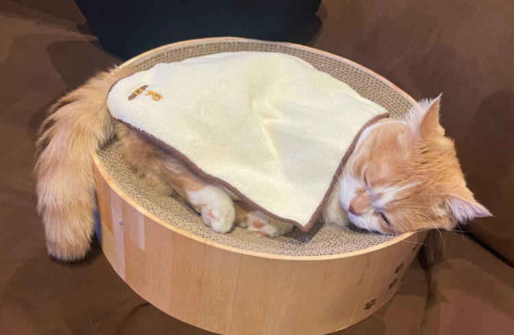 心地よさそうに寝ているマンチカン。ハンケチお布団をかけている姿がかわいすぎる！！と話題に