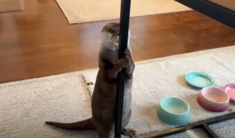 カワウソのポールダンスを!?誰も見たことがないその姿がかわいすぎると話題に!