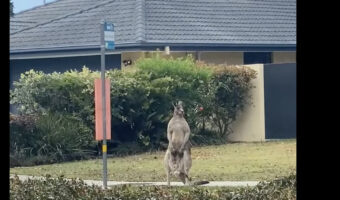 オーストラリアの道端に佇むカンガルー。すぐ隣に停留所があるけど・・バスを待っているのかな?【海外・動画】