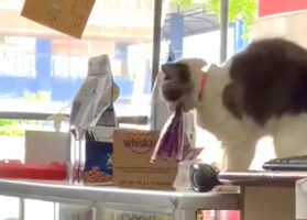 おやつが欲しい看板猫。商品のおやつをくわえあげ・・【海外・動画】