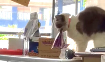 おやつが欲しい看板猫。商品のおやつをくわえあげ・・【海外・動画】