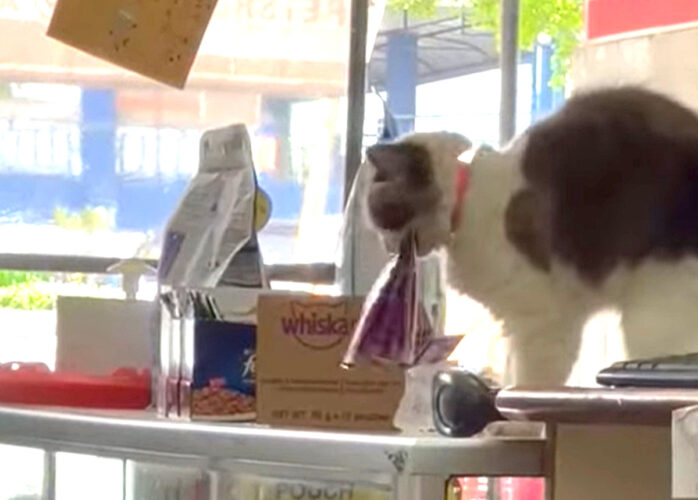 おやつが欲しい看板猫。商品のおやつをくわえあげ・・【海外・動画】