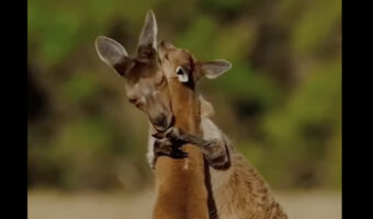 じゃれあってるだけに見えない！カンガルーの親子がハグしたりキスしているみたい！！【海外・動画】