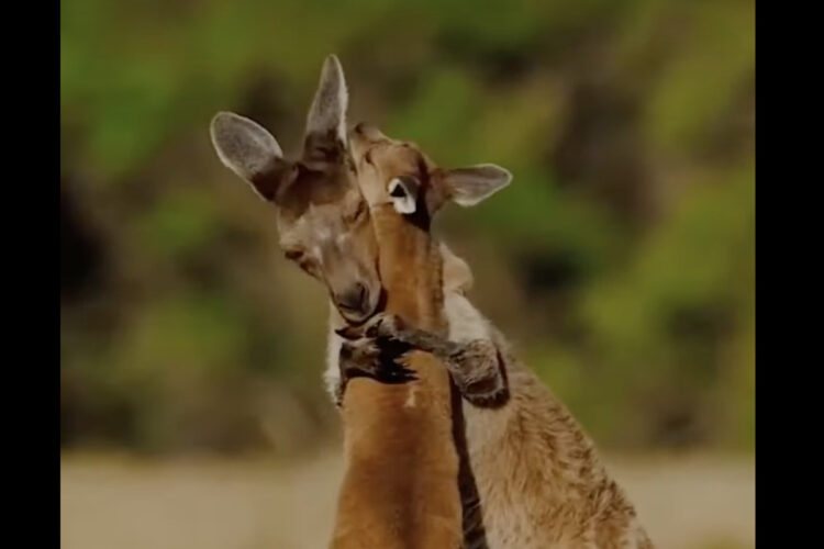 じゃれあってるだけに見えない！カンガルーの親子がハグしたりキスしているみたい！！【海外・動画】